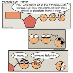 2.4. Energie-eenheid ATP