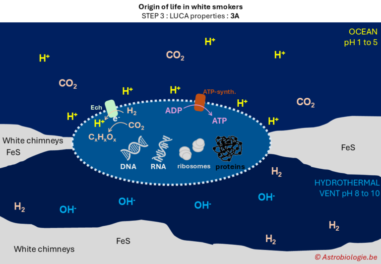 2.13. Basis celmetabolisme (LUCA als protocel)