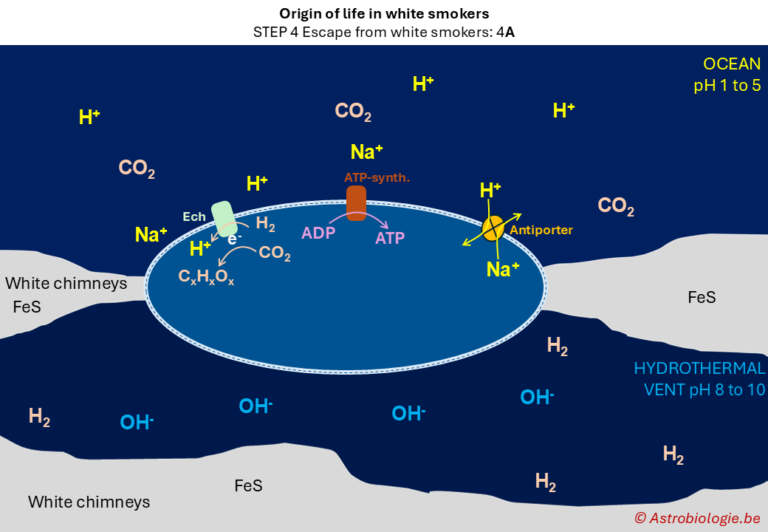 2.14. Vrijlevende cellen